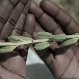 a man grab sesame seed Plant in hand.