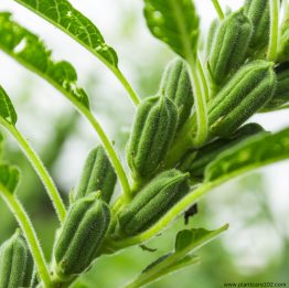 a image of sesame seed Plant.