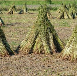 a image of sesame Plant with seeds 